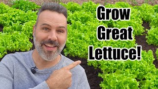 How to Grow Lettuce  Complete Guide [upl. by Riva967]