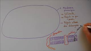 Structure cellulaire 1  Membrane noyau appareil de Golgi [upl. by Ariew]