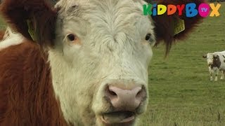 Bauernhof Tiere  Kühe  Cows  KIDDYBOXTV [upl. by Prissy]