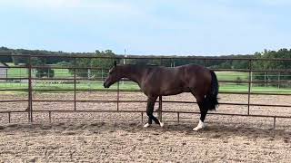 2023 NSBA Sale Yearlings [upl. by Shepp932]