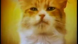 1970s Friskies Buffet Cat Food Classic Commercial [upl. by Nepil]