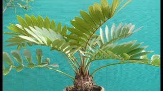 Cardboard PalmZamia Palm Care [upl. by Bullion]