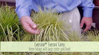 Plant These Stunning Easy Care Evercolor Carex Series Varieties from Southern Living In Your Garden [upl. by Wickham]