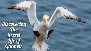 Gannets The Largest and Most Spectacular Seabirds of the North Atlantic [upl. by Werdnael]