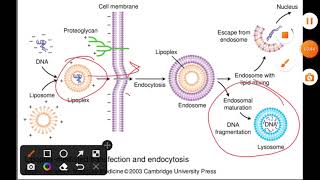 Liposome mediated gene transfection and endocytosis [upl. by Nisa]