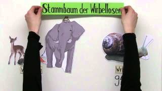 Wirbellose Tiere  Biologie  Biologie der Tiere Mittelstufe [upl. by Eilrahs]