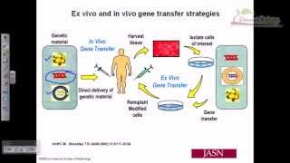 Gene therapy lecture 3  in vitro gene therapy [upl. by Thayer]