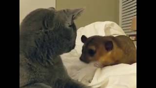 Kinkajou Desperately Wants to Be Friends With Cat [upl. by Athalie408]