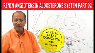 Renin Angiotensin Aldosterone System  RAAS Part 2👨‍⚕️ [upl. by Olzsal]