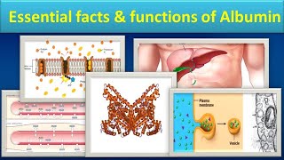 Essential facts amp functions of Albuminmlsmedilabacademyalbumin [upl. by Clarissa]