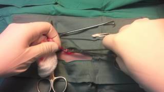 Abdominal Cryptorchid Cat Castration [upl. by Lerual]