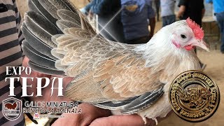 Precio de los gallos kikirikis aztecas Expo Tepa [upl. by Yniar376]