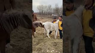 Best Wild Horses Mare revolutionizing young foals future Andalusian stallions horses and mare 684 [upl. by Leyes]