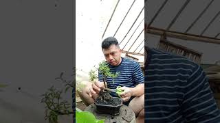 Ganti pot bonsai skura mikro [upl. by Ayatal]