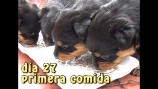 CACHORROS ROTTWEILER  Parte 3  Día 27  Video de PERROS Rottweiler  Toys Pets amp kids jugando [upl. by Adnih]