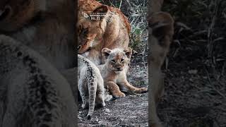 Lioness And Her Three Cubs Manyeleti Game Reserve  South Africa [upl. by Desdemona]