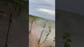 Así fumigamos el cultivo de maracuyá o parchita cómo se conoce acá en venezuela [upl. by Ariait]