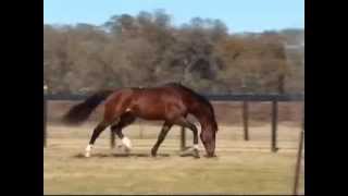 Albarez Holsteiner Stallion at RoyalCStudcom [upl. by Madlen]