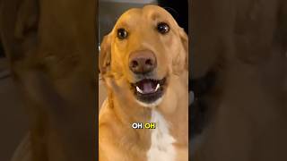 🐶 Guilty dog has the funniest reaction [upl. by Childs320]