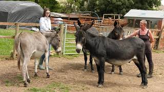 Nailsworth Donkey Sanctuary [upl. by Bakemeier490]