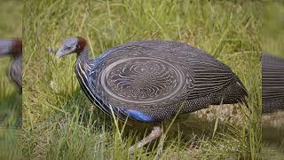 Vulturine Guinea Fowl Roaming Kenyas Grasslands [upl. by Flem]