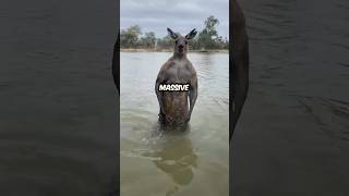 This Kangaroo was trying to drown a dog [upl. by Aretse747]