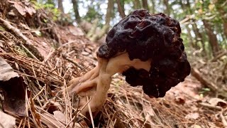 Edible deadly poisonous mushroom false Morel シャグマアミガサタケ [upl. by Quintana]