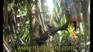 Lizard steals food from dead elephant [upl. by Nosloc]