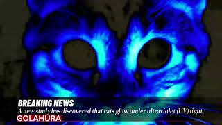 A new study has discovered that cats glow under ultraviolet UV light [upl. by Inverson]