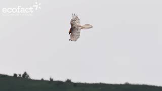 More footage of Bearded Vultures in Ordesa National Park June 2024 [upl. by Valaria65]