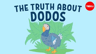 The real reason dodo birds went extinct  Leon Claessens [upl. by Irrol]