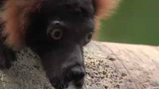 Lemur Life Episode 3 The Halls are Alive with the Sound of [upl. by Lewie]