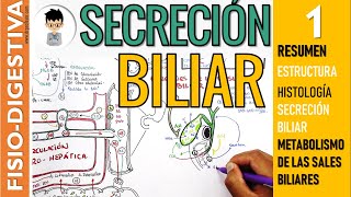 FISIOLOGIA DE LA SECRECIÓN BILIAR formación de las SALES BILIARES RESUMEN estructura BILIS  1 [upl. by Nealah400]