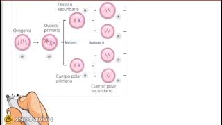 Gametogênese feminina [upl. by Dnalra]