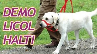 Démonstration du licol HALTI pour empécher votre chien de tirer sur sa laisse [upl. by Notterb]