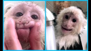 Capuchin Monkeys get BATH HILARIOUS [upl. by Aspia811]