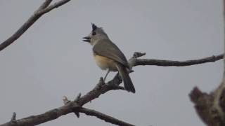 Blackcrested Titmouse vocalizing Laguna Atascosa NWR [upl. by Shellans]