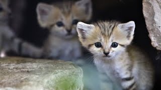 Cutest Cats Baby Sand Kittens [upl. by Dihgirb643]