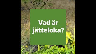 Så bekämpar du jätteloka [upl. by Aira980]