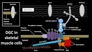 Dystrophin glycoprotein complex or DGC in skeletal muscle cells [upl. by Arahas233]