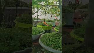 Japanese maples bonsai watering plants landscape backyard garden splinkerirrigation [upl. by Devol962]