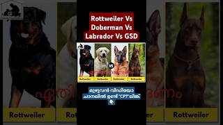 Rottweiler Vs Doberman Vs GSD Vs Labrador Malayalam CP7 [upl. by Sill]