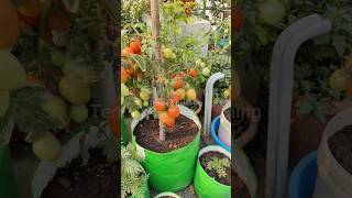 बड़ा आसान है घर में टमाटर उगाना अपनाएं ये आसान टिप्स 🍅 Tomatoes growing tips in hindi gardening [upl. by Grevera]