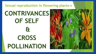 Contrivances of self and cross pollination Sexual reproduction in flowering plantsv XII BOTANY [upl. by Jamille]