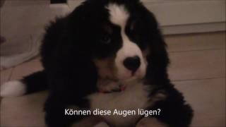 Berner Sennenhundwelpe im neuen Heim Vlog [upl. by Alonzo]