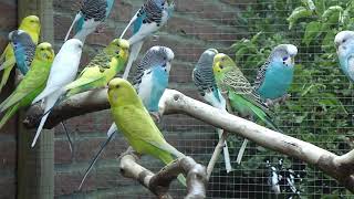 10 minutes Budgerigars sounds  10 minuten grasparkieten geluiden [upl. by Tager557]