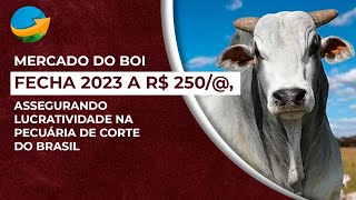 Boi gordo fecha 2023 a R 250 assegurando lucratividade na pecuária de corte do Brasil [upl. by Adlanor]