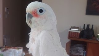 That dancing Goffins Cockatoo parrot has rhythm [upl. by Brana]