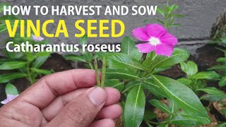 The right way to harvest and seed fast growing vinca seeds l Catharantus roseus [upl. by Erde]