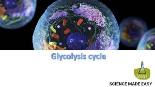 Glycolysis Cycle [upl. by Ycal]